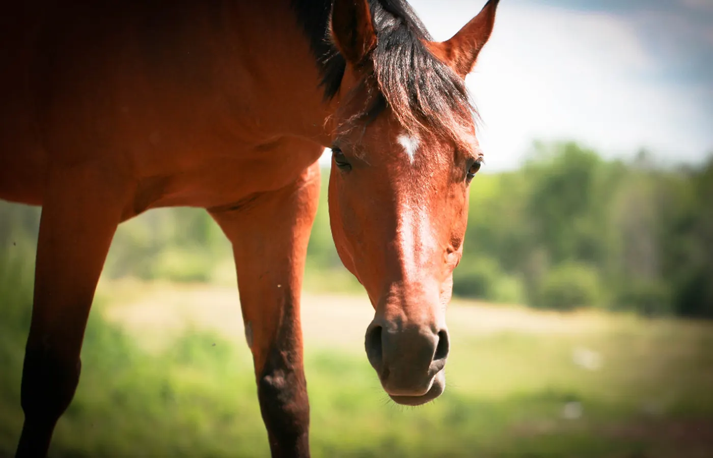 Caballo alazán en el campo