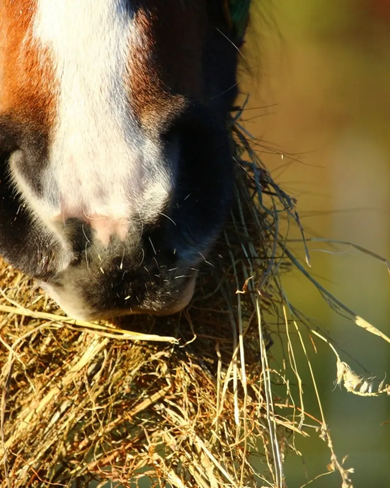 Caballo comiendo forraje