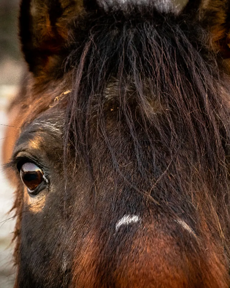 Mirada de caballo