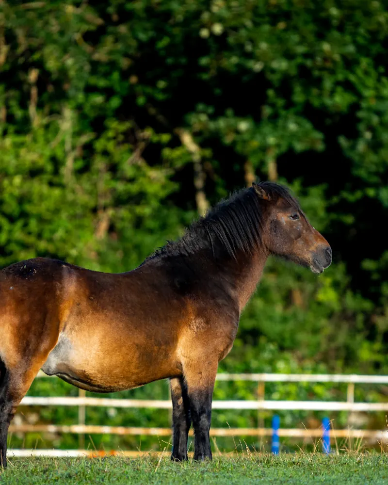 Caballo en el potrero