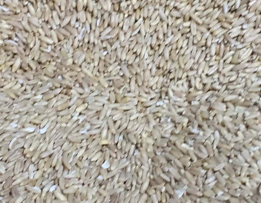 Grano para caballos